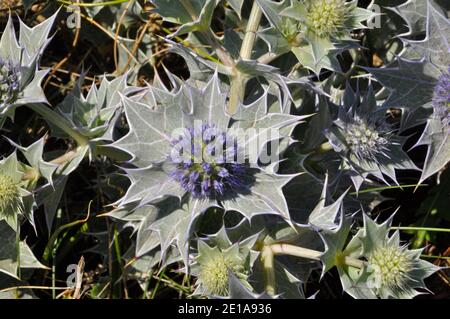 Nahaufnahme von Sea Holly 'Eryngium maritimum' wächst in der Sand am Strand in der Kirche Bucht auf der Lizard Halbinsel in Cornwall.UK Stockfoto