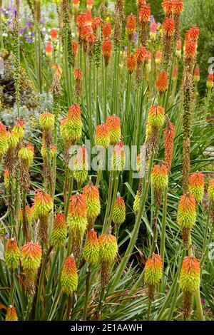 Kniphofia Red Hot Poker Gruppe Stockfoto