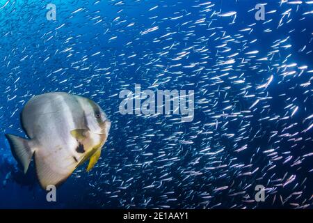 Fledermausfische (Spadefisch) und eine kleinere Fischschule in Blau Wasser über einem tropischen Korallenriff Stockfoto