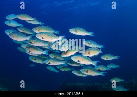 Schule der bunten Parrotfische auf einem tropischen Riff in Thailand Andamanensee Stockfoto