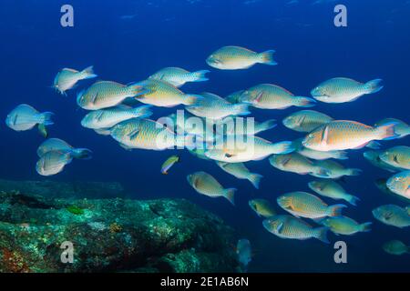 Schule der bunten Parrotfische auf einem tropischen Riff in Thailand Andamanensee Stockfoto