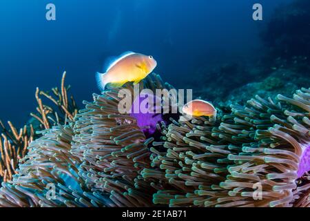 Familie von Skunk Clownfish in ihrem Zuhause Anemone auf einem Korallenriff. Stockfoto