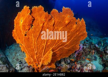 Große, zarte Gorgonien-Seafan auf einem Korallenriff in der Andamanensee. Stockfoto