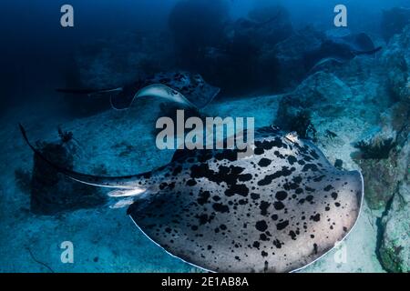 Riesige Marmorstrahlen tief unter Wasser auf einem tropischen Korallenriff In der Andamanensee Stockfoto