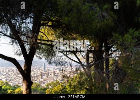 Luftaufnahme von einem grünen Nadelpark nach Barcelona Ein sonniger Sommertag Stockfoto
