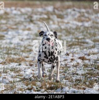 Ein glücklicher dalmatinischer Hund mit einer Zunge, die draußen hängt, läuft im verschneiten Feld. Stockfoto