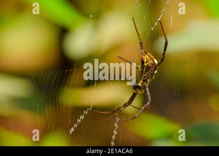 Signature Spinne im Netz. Diese Spinne ist auch als die Schreibspinne und die Gartenspinne bekannt. Stockfoto