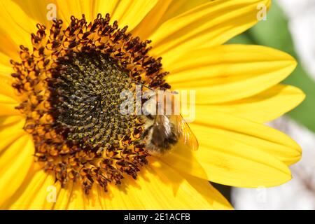 Sonnenblume Nahaufnahme mit Biene Stockfoto