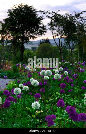 Allium Purple Sensation, Allium Mount Everest, weiß lila Blumen, Blüte, Mischung, gemischt, Kombination, Bett, Grenze, Pflanzschema, RM floral Stockfoto