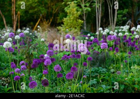 Allium Purple Sensation, Allium Mount Everest, weiß lila Blumen, Blüte, Mischung, gemischt, Kombination, Bett, Grenze, Pflanzschema, RM floral Stockfoto