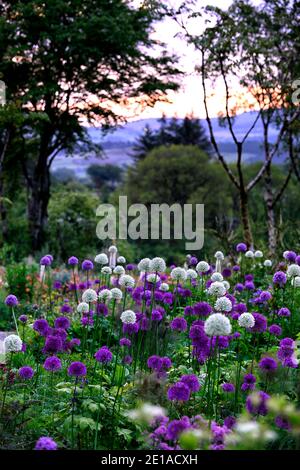 Allium Purple Sensation, Allium Mount Everest, weiß lila Blumen, Blüte, Mischung, gemischt, Kombination, Bett, Grenze, Pflanzschema, RM floral Stockfoto