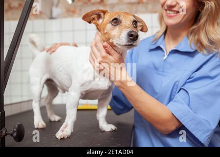 Kurzer Schuss eines niedlichen gesunden Jack russel Terrier glücklich Hund steht auf Untersuchungstisch in der Tierklinik Stockfoto