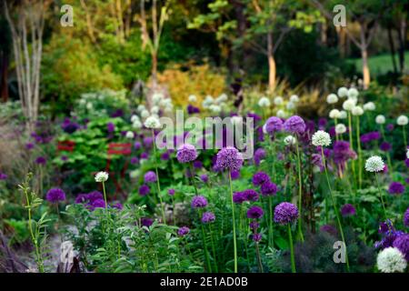 Allium Purple Sensation, Allium Mount Everest, weiß lila Blumen, Blüte, Mischung, gemischt, Kombination, Bett, Grenze, Pflanzschema, RM floral Stockfoto