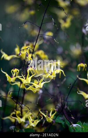 Epimedium davidii Hybrid (ex Spinners), gelb, Blumen, gelbe Blume, Blüte, Wald, Stauden, Weißkraut, Schatten, Frühling, schattig, schattig, RM Floral Stockfoto