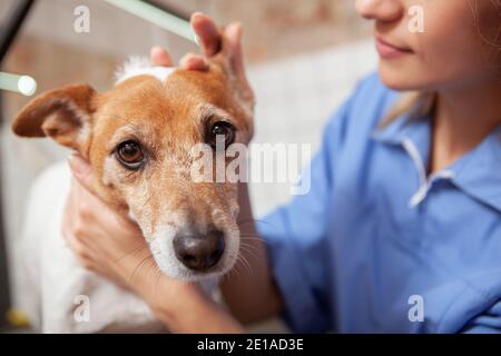 Nahaufnahme eines niedlichen Jack russel Terrier Hund suchen Zur Kamera, während die Tierärztin seine Ohren untersucht Stockfoto