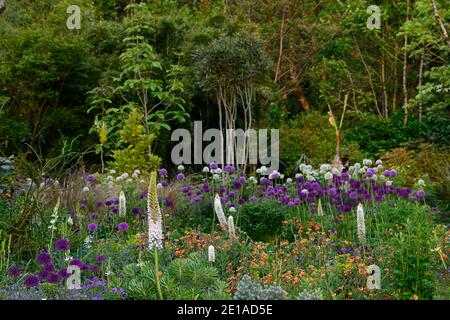 Eremurus robustus, Fuchsschwanz-Lilie, Eremurus, geum, eumorbia, Allium, Mischbett, gemischte Bordüre, gemischte Pflanzung sch Stockfoto