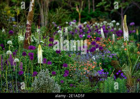 Eremurus robustus, Fuchsschwanz-Lilie, Eremurus, geum, eumorbia, Allium, Mischbett, gemischte Bordüre, gemischte Pflanzung sch Stockfoto