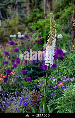 Eremurus robustus, Fuchsenschwanz-Lilie, Eremurus, geum, eumorbia, Allium, Mischbett, gemischter Rand, gemischte Pflanzung sch Stockfoto