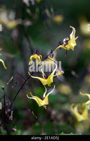 Epimedium davidii Hybrid (ex Spinners), gelb, Blumen, gelbe Blume, Blüte, Wald, Stauden, Weißkraut, Schatten, Frühling, schattig, schattig, RM Floral Stockfoto