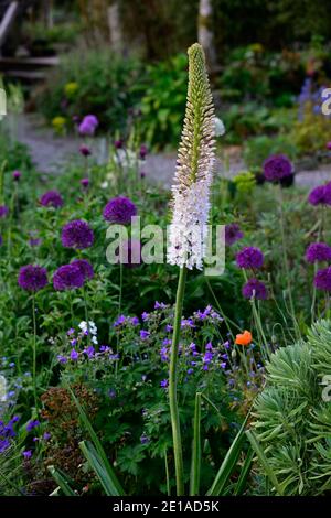 Eremurus robustus, Fuchsschwanz-Lilie, Eremurus, geum, eumorbia, Allium, Mischbett, gemischte Bordüre, gemischte Pflanzung sch Stockfoto