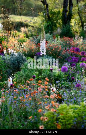 Eremurus robustus, Seerose, Eremurus, geum, eumorbia, Allium, Lunaria, Iris, gemischtes Bett, gemischter Rand, gemischt Stockfoto