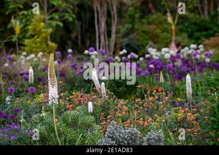 Eremurus robustus, Fuchsschwanz-Lilie, Eremurus, geum, eumorbia, Allium, Mischbett, Mischbett, gemischte Bordüre, gemischte Pflanzung sch Stockfoto