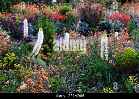 Eremurus robustus, Seerose, Eremurus, geum, eumorbia, Allium, Lunaria, Iris, gemischtes Bett, vermischtes Bett, gemischter Rand, gemischt Stockfoto