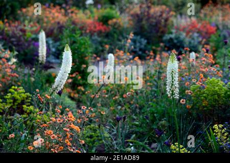 Eremurus robustus, Seerose, Eremurus, geum, eumorbia, Allium, Lunaria, Iris, gemischtes Bett, vermischtes Bett, gemischter Rand, gemischt Stockfoto