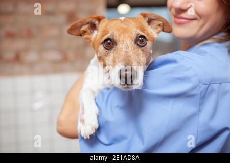 Nahaufnahme eines niedlichen lustigen Jack russel Terrier in den Armen eines weiblichen Tierarztes Arzt. Gesunde Haustiere, Berufskonzept Stockfoto