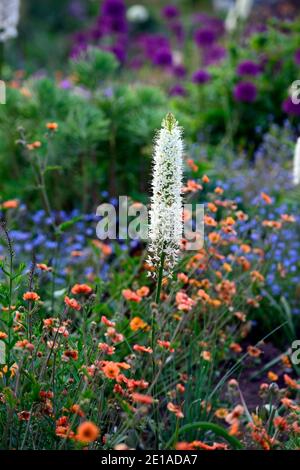 Eremurus robustus, Fuchsschwanz-Lilie, Eremurus, geum, eumorbia, Allium, Mischbett, Mischbett, gemischte Bordüre, gemischte Pflanzung sch Stockfoto