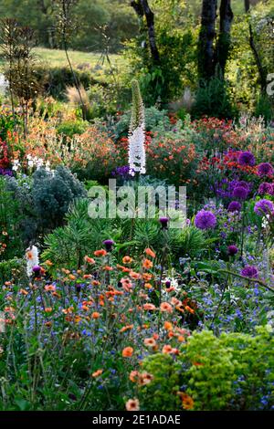 Eremurus robustus, Seerose, Eremurus, geum, eumorbia, Allium, Lunaria, Iris, gemischtes Bett, gemischtes Bett, gemischter Rand, gemischt Stockfoto