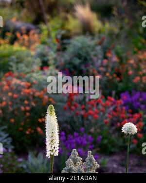 Eremurus robustus, Fuchsschwanz-Lilie, Eremurus, geum, eumorbia, Allium, Mischbett, Mischbett, gemischte Bordüre, gemischte Pflanzung sch Stockfoto