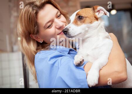 Ältere weibliche Tierarzt Kuscheln mit liebenswert Jack russel Terrier Welpe. Netter Hund in den Armen eines freundlichen Tierarztes Stockfoto