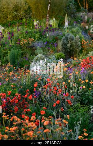 Geum Rubin, Geum Totally Tangerine, Geum Scarlet Tempest, eremurus robustus, Fuchsenschwanz-Lilie, eumorbia, Allium, gemischtes Bett, gemischtes Bett, gemischter Rand, gemischter Planti Stockfoto