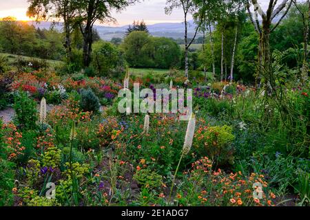 Eremurus, geum, Euphorbia, Allium, gemischtes Bett, gemischtes Bett, gemischter Rand, gemischtes Pflanzschema, Sonnenaufgang, Morgendämmerung, Licht, Beleuchtung, Jagd Brook Gardens, Wicklow, Irisch Stockfoto