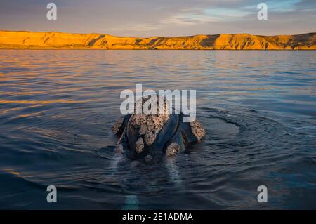 Right Wal, Patagonien, Argentinien Stockfoto