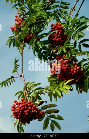 Sorbus aucuparia mit Blättern und roten Beeren Stockfoto