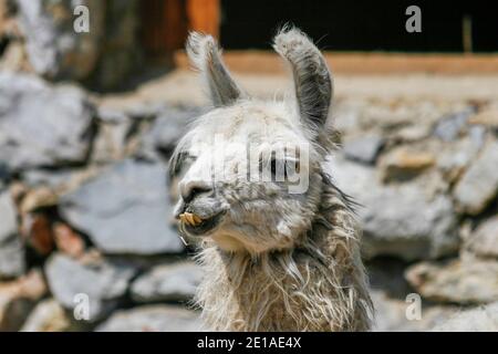 Weißer lama mit verzerrten Unterzähnen in der Türkei Stockfoto