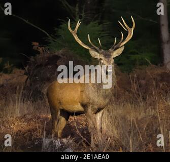 Rüde Rothirsch Hirsch, Cervus elaphus, mit großen Antlers stehen in EINEM Wald gegenüber der Kamera von der Sonne beleuchtet. New Forest UK Stockfoto