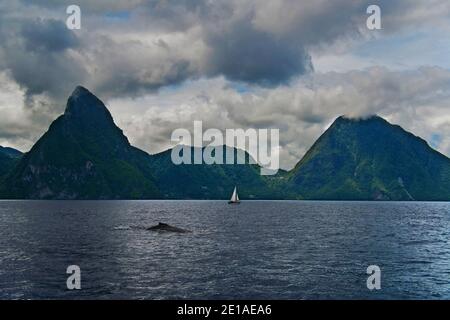 Hier sind die gebirgigen Vulkanstöpsel, die als Pitons auf der Insel St. Lucia bekannt sind. Im Vordergrund ist ein Buckelwal zu sehen. Stockfoto