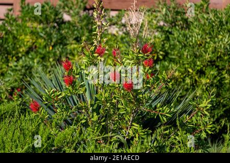 Blühende Flaschenbürste Pflanze Callistemon citrinus. Rote flauschige Blütenköpfe auf dem immergrünen Strauch Stockfoto