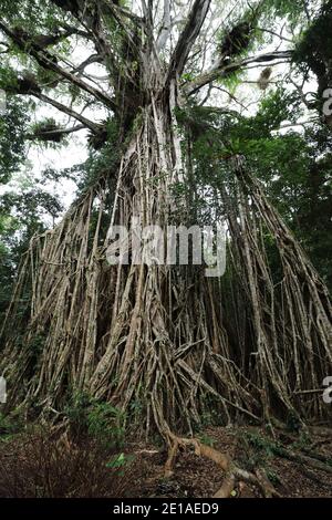 Blick auf den riesigen Cathedral Fig Tree auf den Atherton Tablelands, Australien Stockfoto