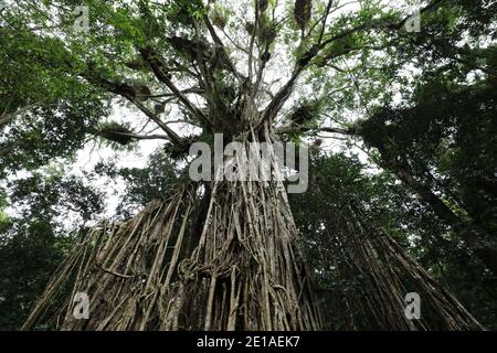 Blick auf den riesigen Cathedral Fig Tree auf den Atherton Tablelands, Australien Stockfoto