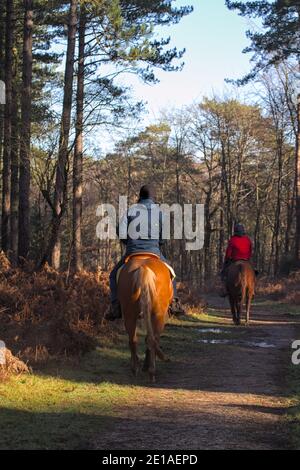 Zwei Reiter reiten auf EINEM Reitweg im Neuen Forest UK Stockfoto