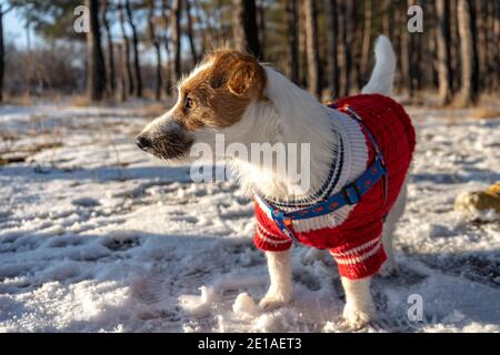 Jack russell Terrier tragen in roten Pullover beim Gehen mit Schnee im Winter Stockfoto