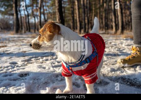 Jack russell Terrier tragen in roten Pullover beim Gehen mit Schnee im Winter Stockfoto