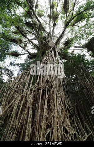 Blick auf den riesigen Cathedral Fig Tree auf den Atherton Tablelands, Australien Stockfoto