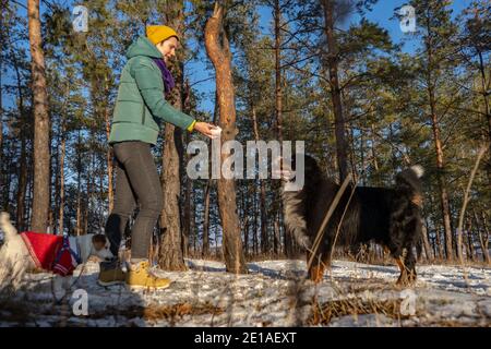 Junge Frau spielt mit Berner Sennenhund beim Spazierengehen Snowpark im Winter Stockfoto