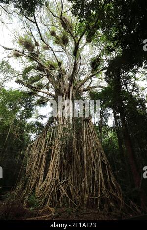 Blick auf den riesigen Cathedral Fig Tree auf den Atherton Tablelands, Australien Stockfoto