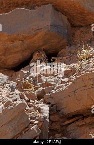 Pharaih-Eule (Bubo ascalaphus ascalaphus) Erwachsene auf felsigen Hang Marokko thront April Stockfoto